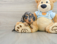 6 week old Dachshund Puppy For Sale - Florida Fur Babies