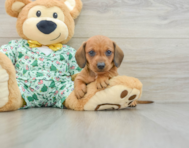 6 week old Dachshund Puppy For Sale - Florida Fur Babies