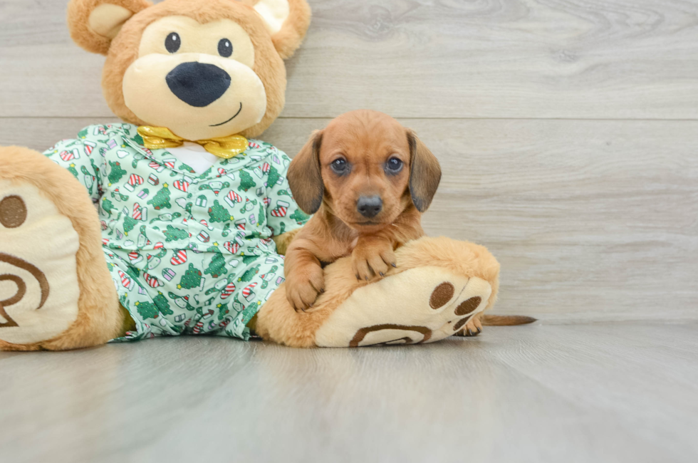 5 week old Dachshund Puppy For Sale - Florida Fur Babies