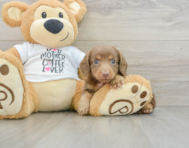 9 week old Dachshund Puppy For Sale - Florida Fur Babies