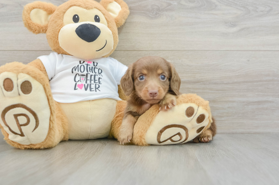 6 week old Dachshund Puppy For Sale - Florida Fur Babies