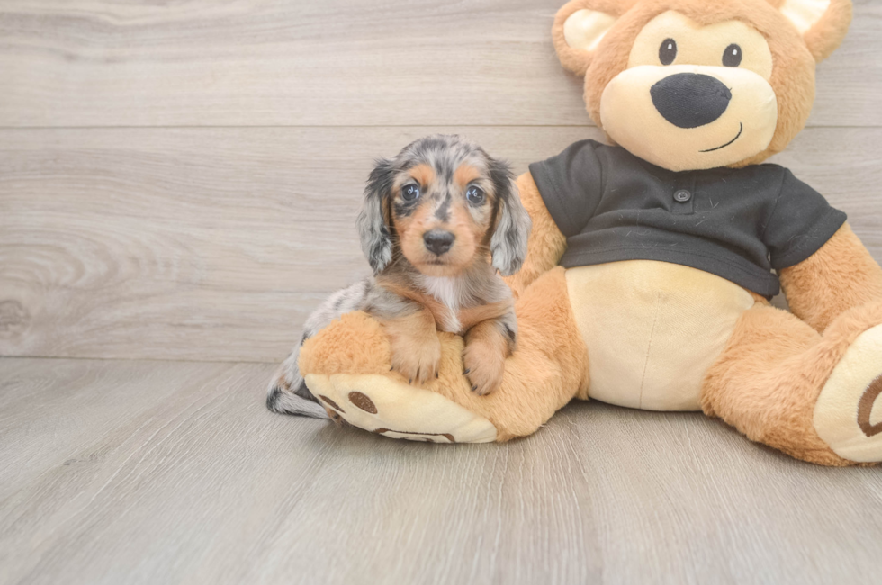 5 week old Dachshund Puppy For Sale - Florida Fur Babies