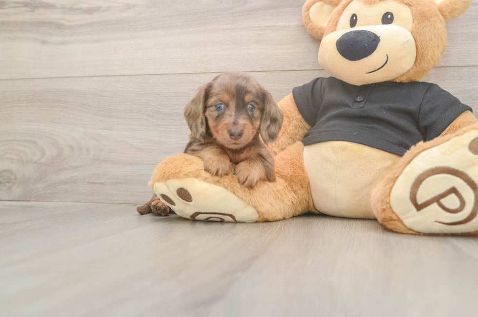 5 week old Dachshund Puppy For Sale - Florida Fur Babies
