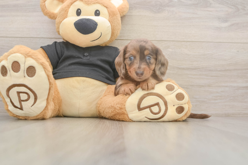 Cute Dachshund Purebred Pup