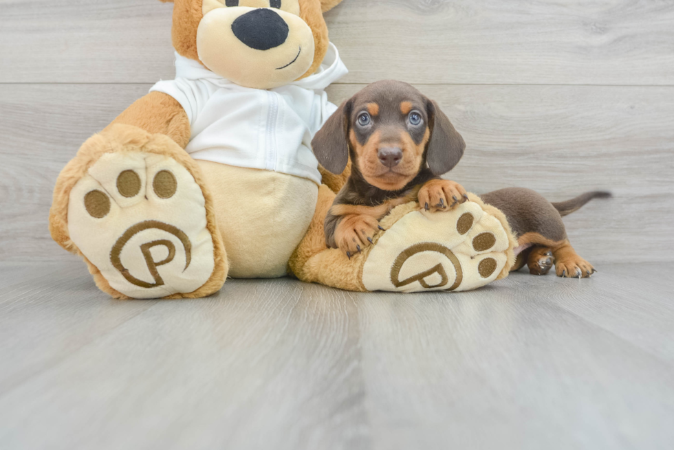 Best Dachshund Baby