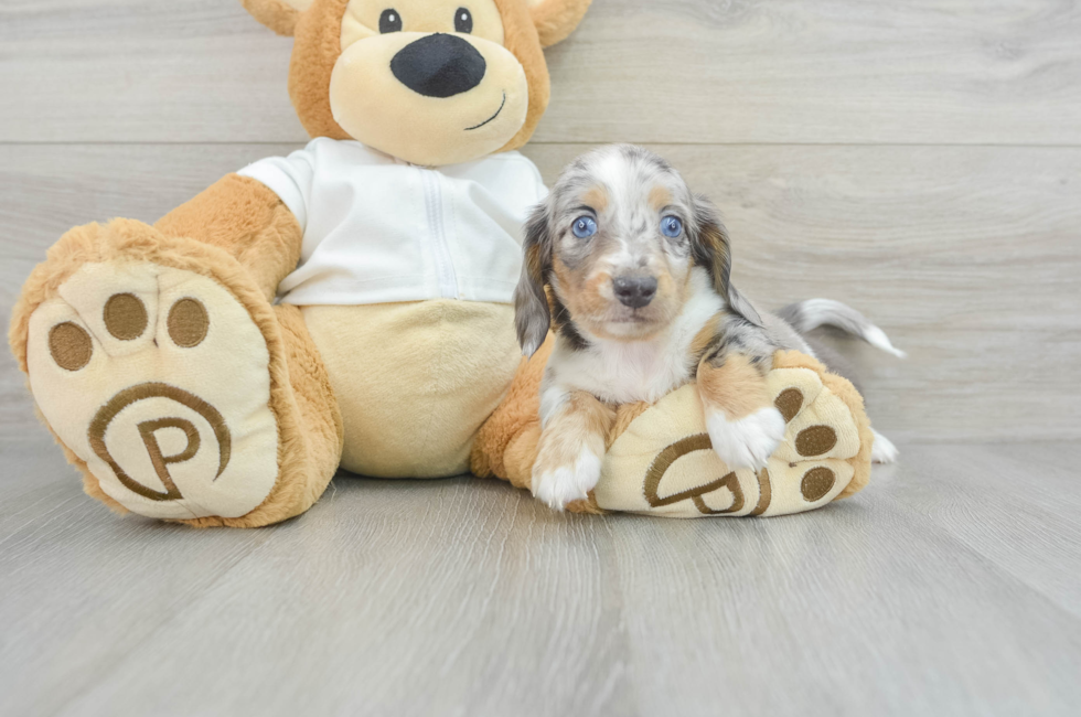 5 week old Dachshund Puppy For Sale - Florida Fur Babies