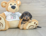 6 week old Dachshund Puppy For Sale - Florida Fur Babies