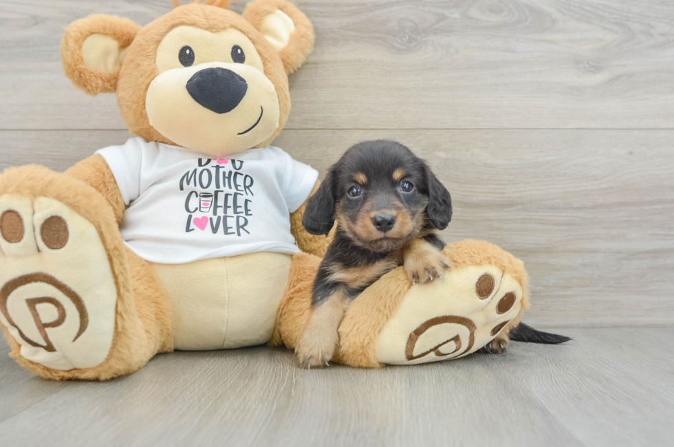 6 week old Dachshund Puppy For Sale - Florida Fur Babies