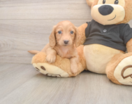 5 week old Dachshund Puppy For Sale - Florida Fur Babies
