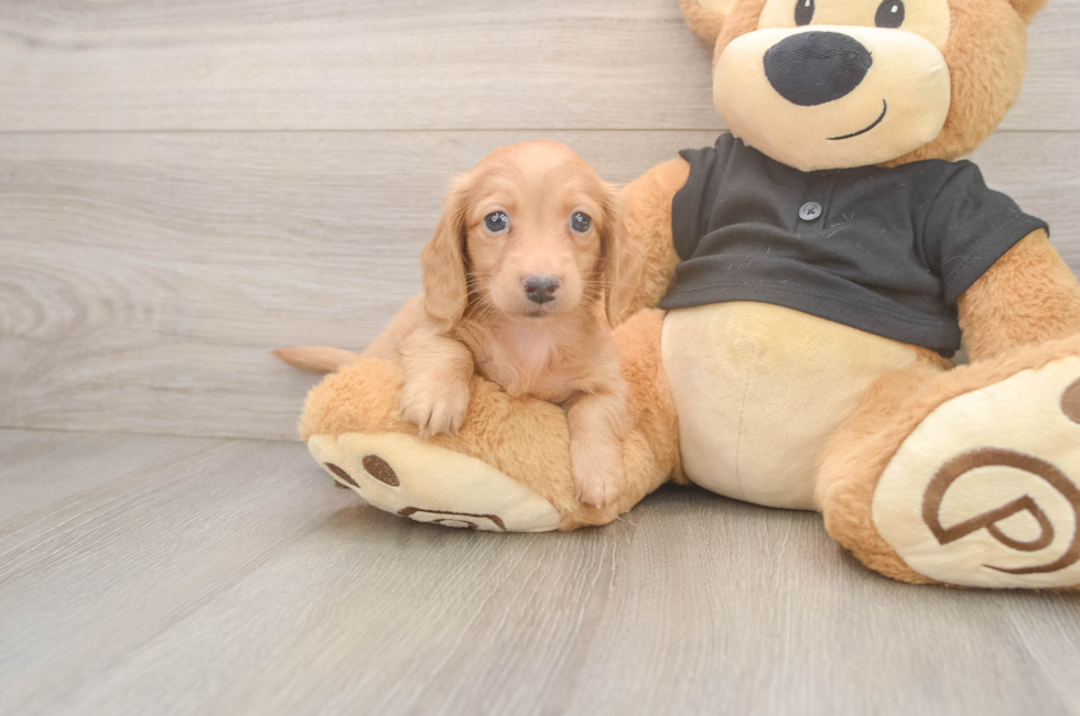 5 week old Dachshund Puppy For Sale - Florida Fur Babies