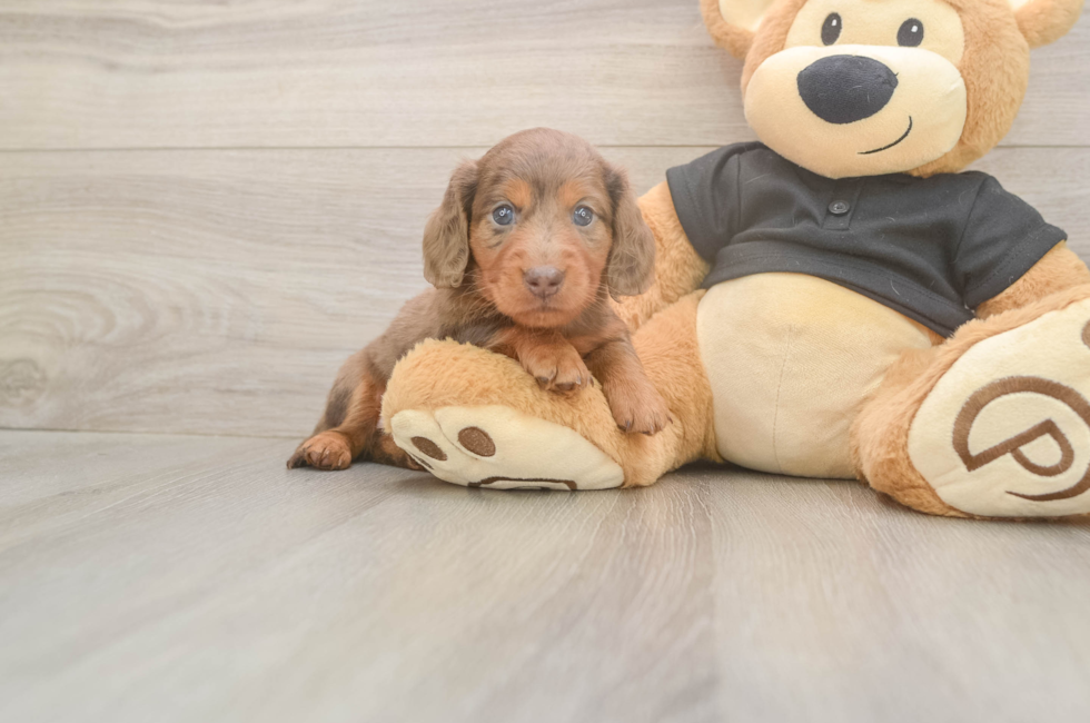 5 week old Dachshund Puppy For Sale - Florida Fur Babies