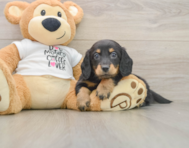 5 week old Dachshund Puppy For Sale - Florida Fur Babies
