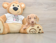 5 week old Dachshund Puppy For Sale - Florida Fur Babies