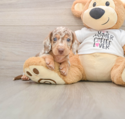 5 week old Dachshund Puppy For Sale - Florida Fur Babies