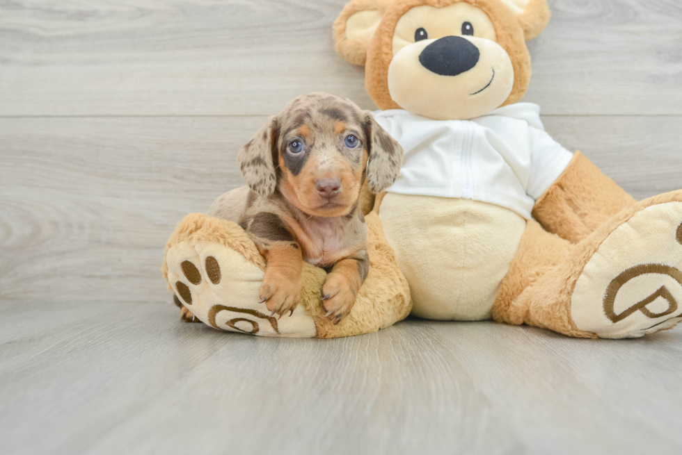 Cute Doxie Purebred Puppy