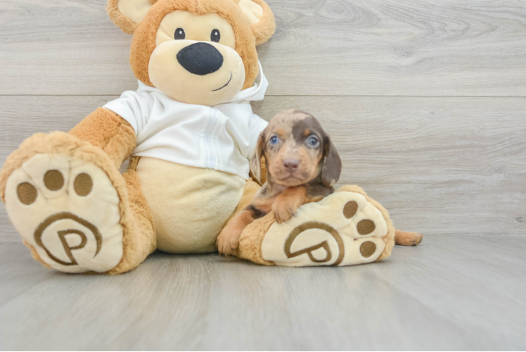 Cute Dachshund Purebred Pup