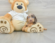 6 week old Dachshund Puppy For Sale - Florida Fur Babies