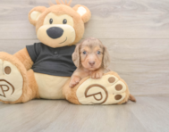 6 week old Dachshund Puppy For Sale - Florida Fur Babies