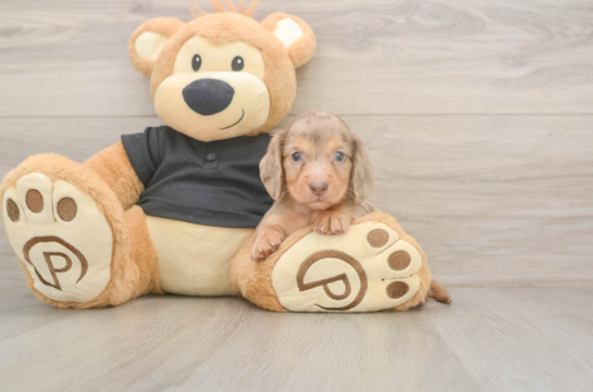 Cute Doxie Purebred Puppy