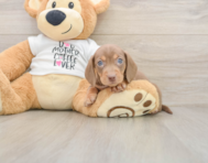 5 week old Dachshund Puppy For Sale - Florida Fur Babies