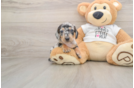 Cute Doxie Purebred Puppy
