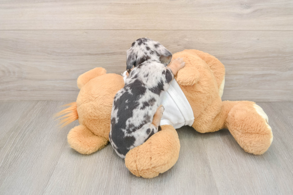 Dachshund Pup Being Cute