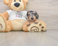 5 week old Dachshund Puppy For Sale - Florida Fur Babies