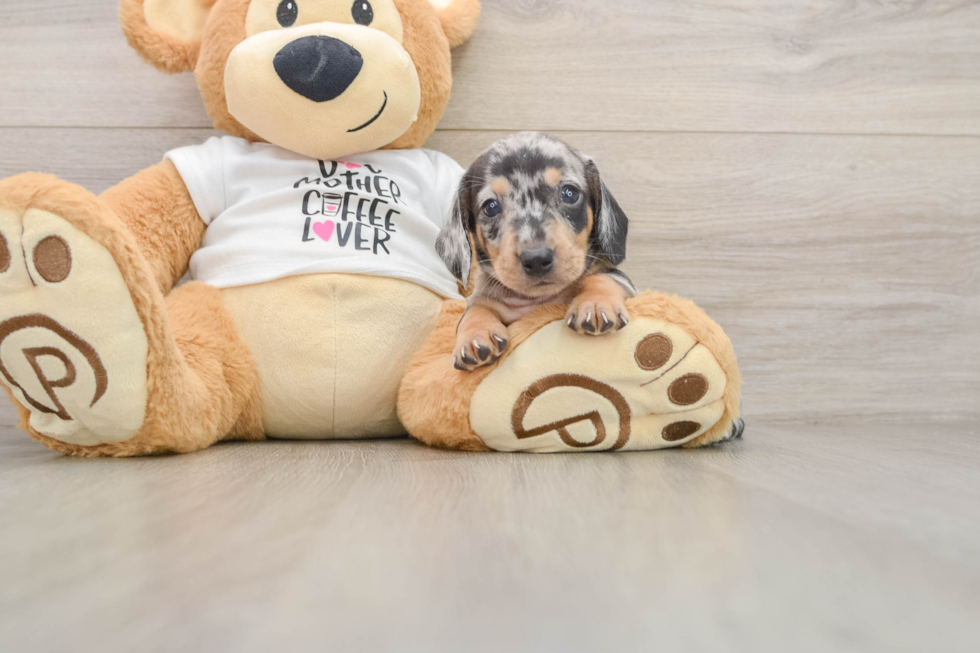Dachshund Puppy for Adoption