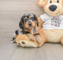 5 week old Dachshund Puppy For Sale - Florida Fur Babies