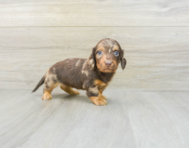 8 week old Dachshund Puppy For Sale - Florida Fur Babies