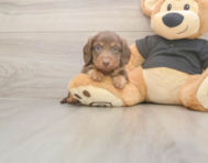 6 week old Dachshund Puppy For Sale - Florida Fur Babies