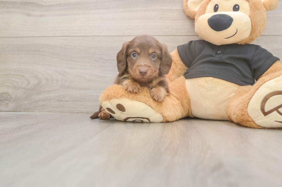 5 week old Dachshund Puppy For Sale - Florida Fur Babies