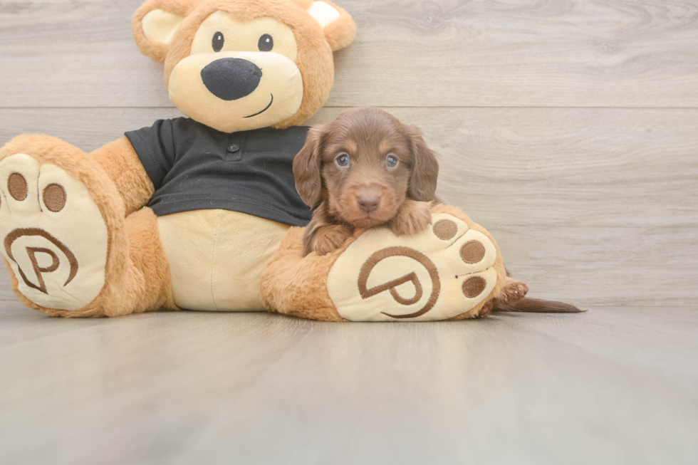 Dachshund Pup Being Cute