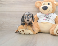 5 week old Dachshund Puppy For Sale - Florida Fur Babies