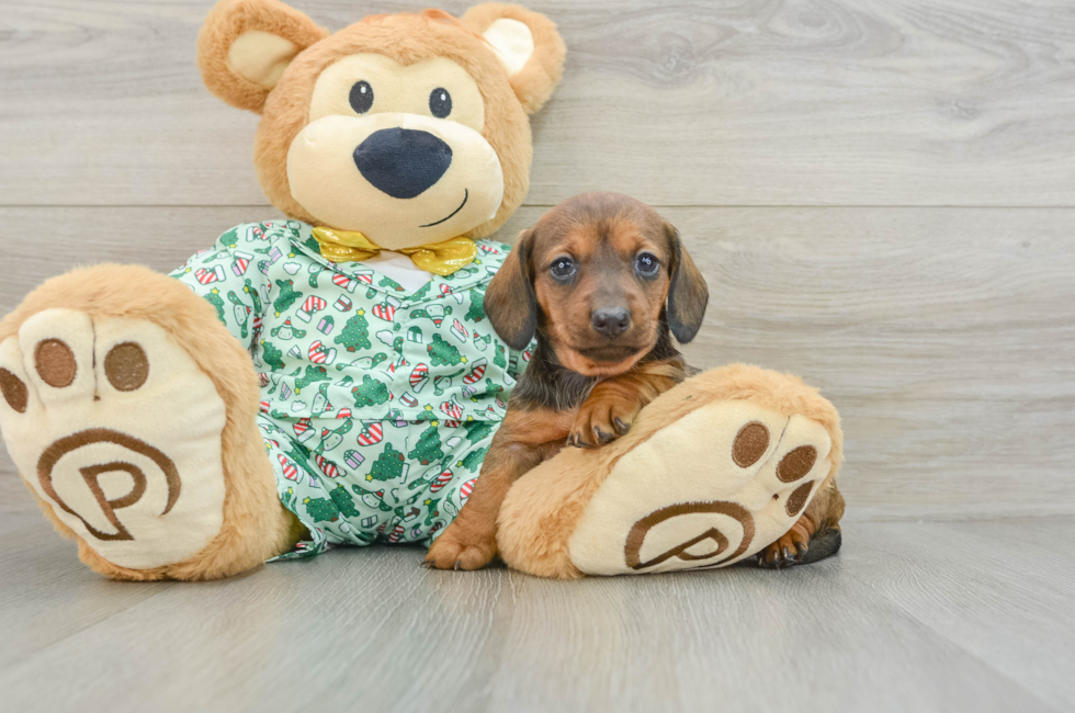 5 week old Dachshund Puppy For Sale - Florida Fur Babies