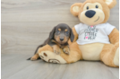 Cute Doxie Purebred Puppy