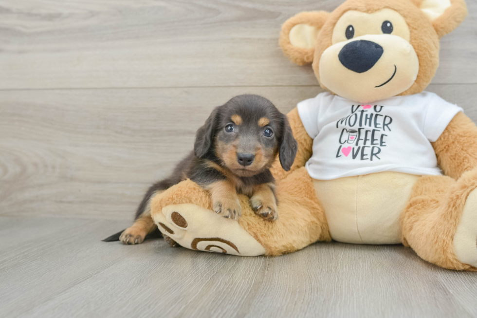 Cute Doxie Purebred Puppy