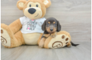 Dachshund Puppy for Adoption