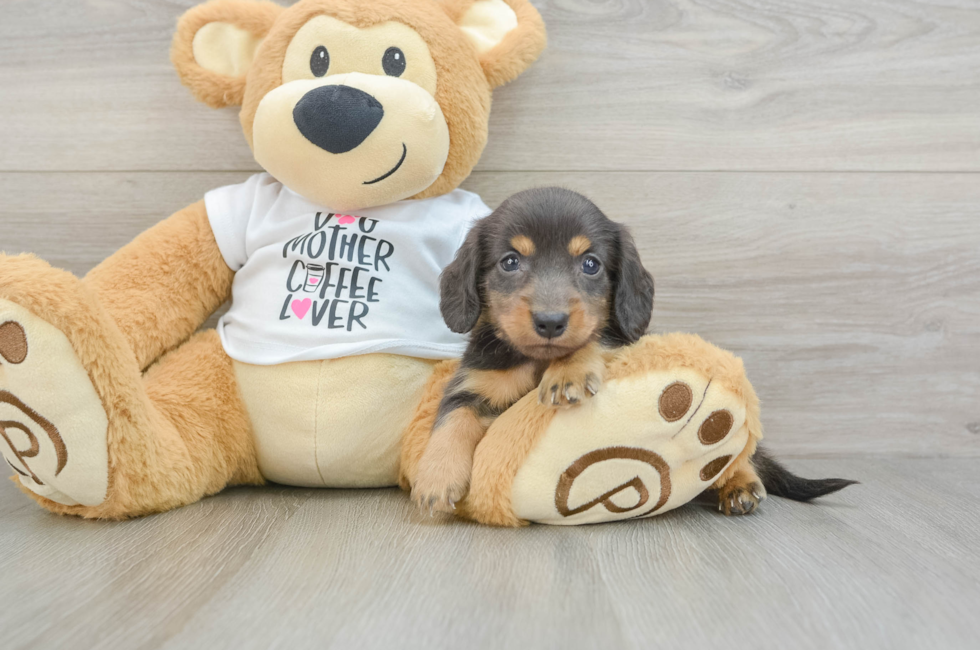 6 week old Dachshund Puppy For Sale - Florida Fur Babies