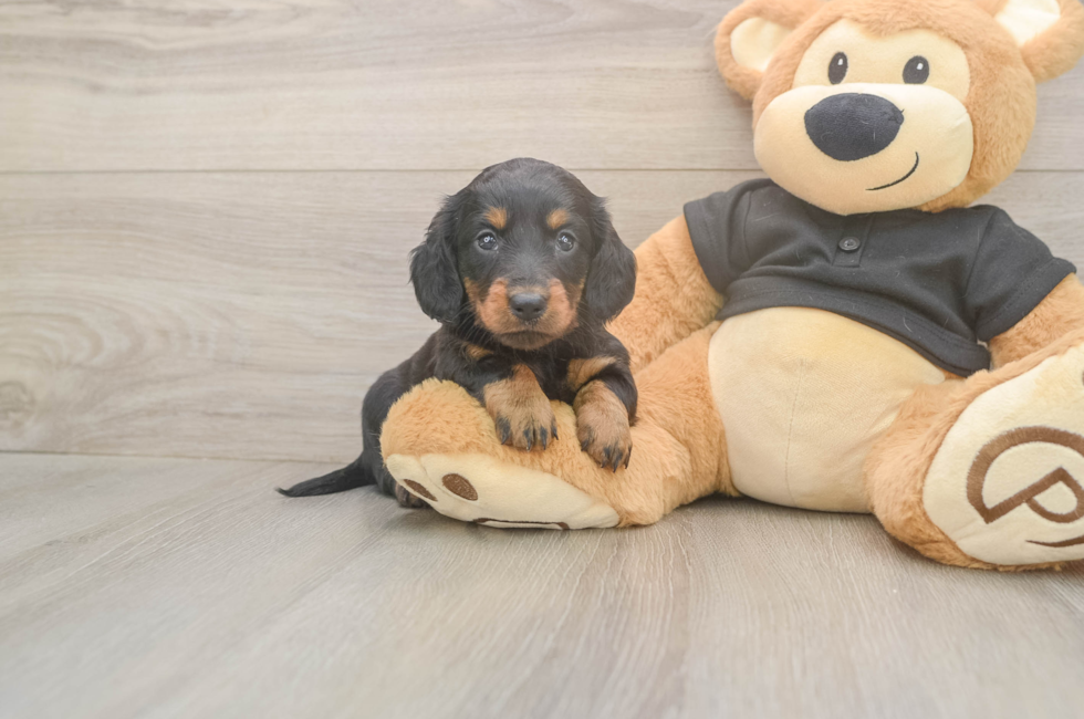 5 week old Dachshund Puppy For Sale - Florida Fur Babies