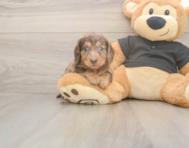 6 week old Dachshund Puppy For Sale - Florida Fur Babies