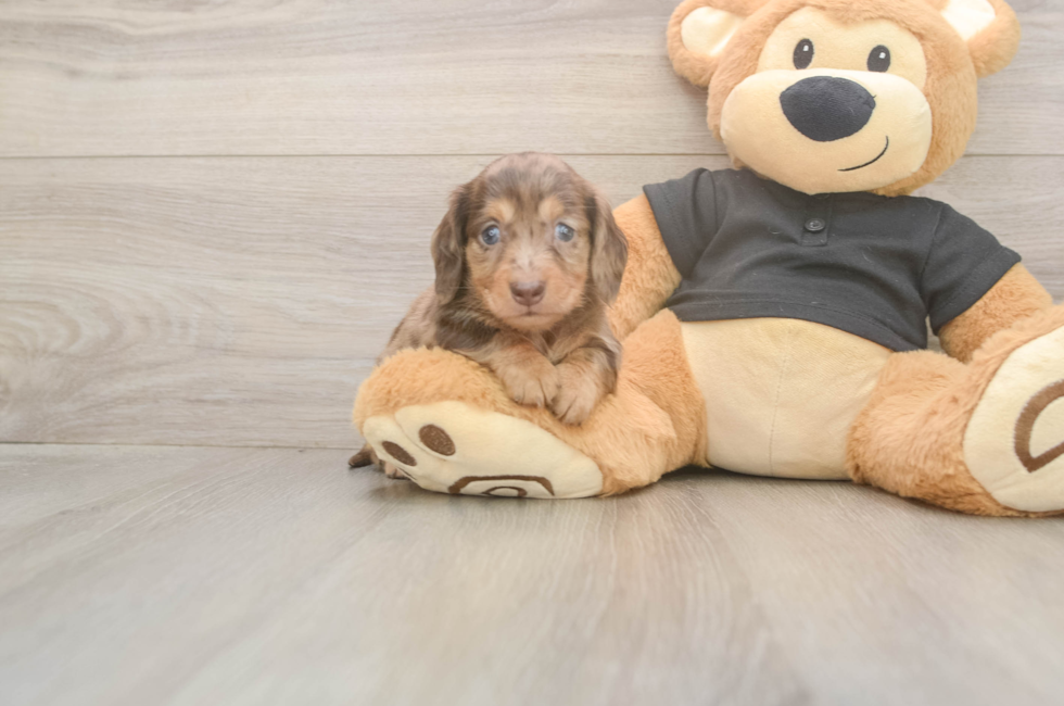 5 week old Dachshund Puppy For Sale - Florida Fur Babies