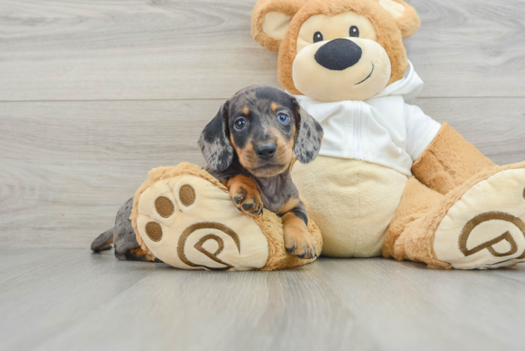 Best Dachshund Baby