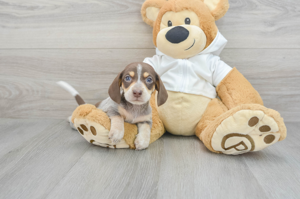 7 week old Dachshund Puppy For Sale - Florida Fur Babies
