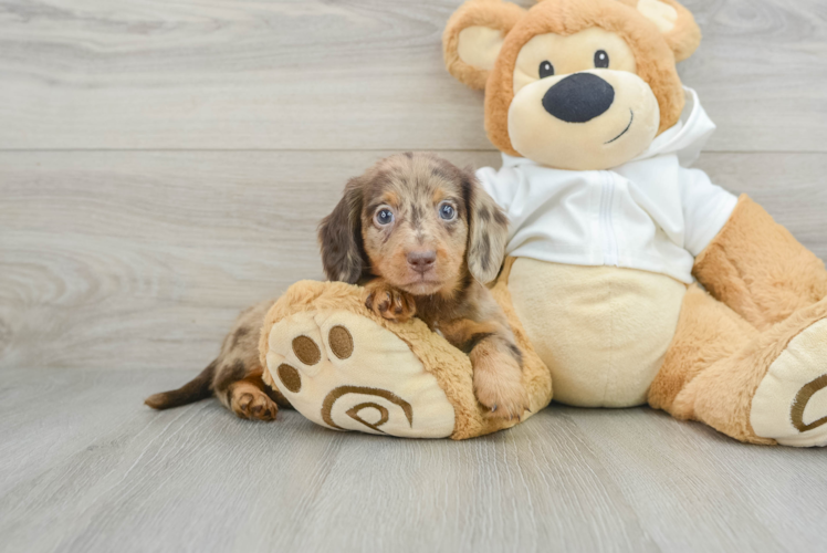 Dachshund Puppy for Adoption