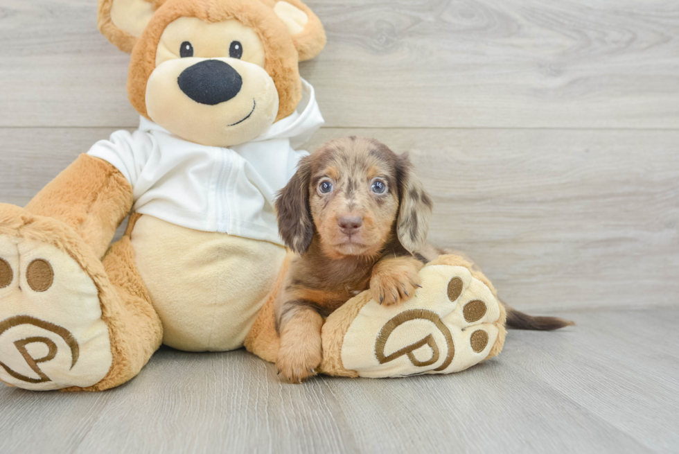 Dachshund Pup Being Cute