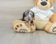 6 week old Dachshund Puppy For Sale - Florida Fur Babies