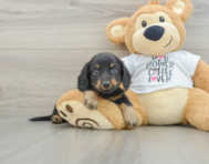 6 week old Dachshund Puppy For Sale - Florida Fur Babies