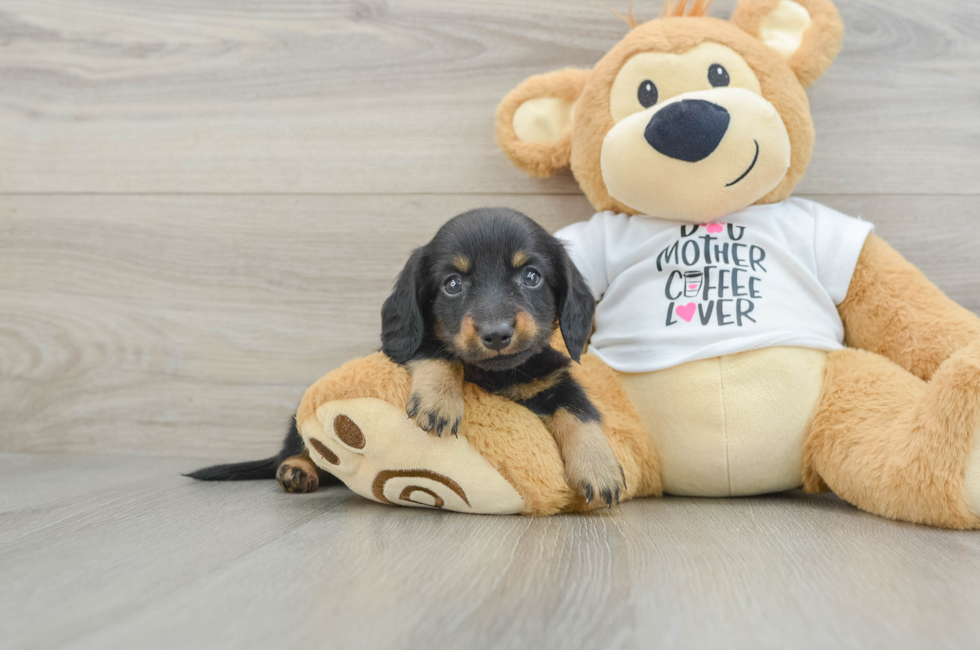 6 week old Dachshund Puppy For Sale - Florida Fur Babies