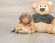 6 week old Dachshund Puppy For Sale - Florida Fur Babies